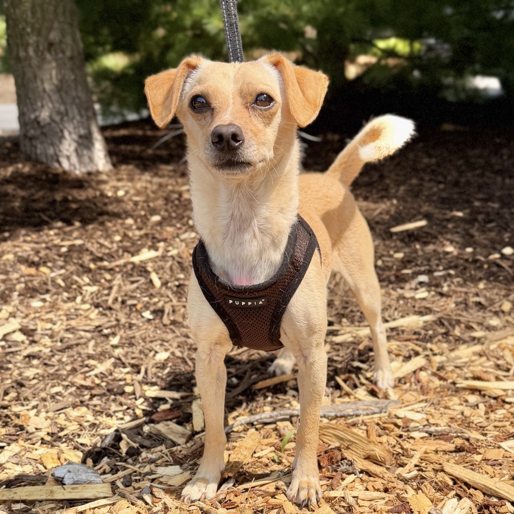 Fredie Chihuahua/Mixed Breed (Small) Tan 