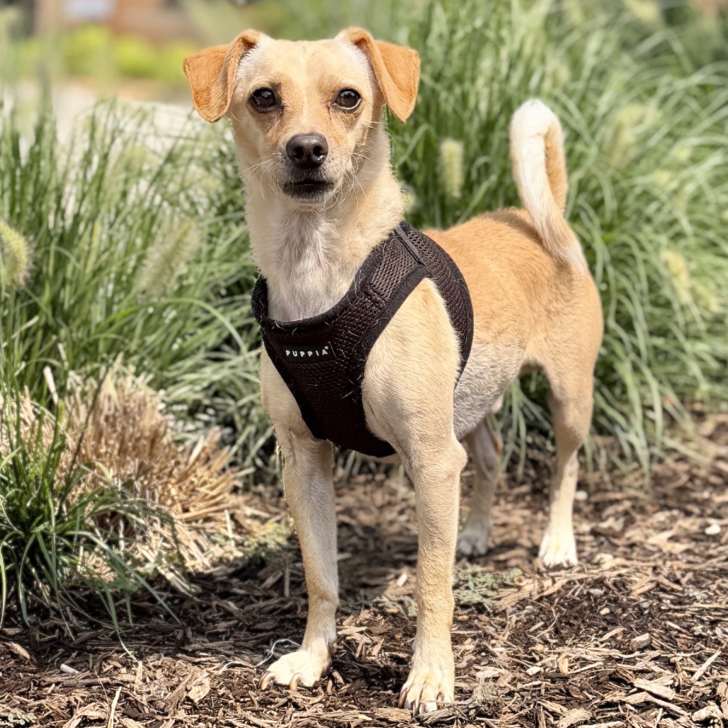Fredie Chihuahua/Mixed Breed (Small) Tan 