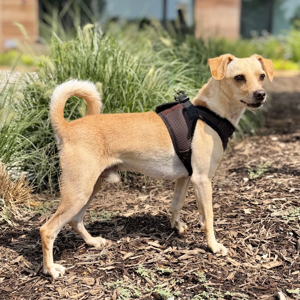 Fredie Chihuahua/Mixed Breed (Small) Tan 
