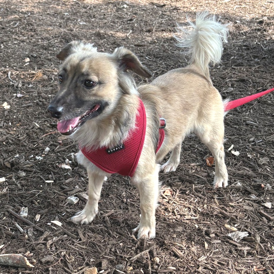 Bear Chihuahua Tan