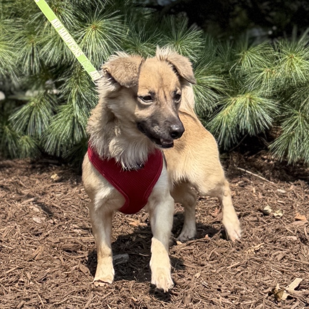Bear Chihuahua Tan