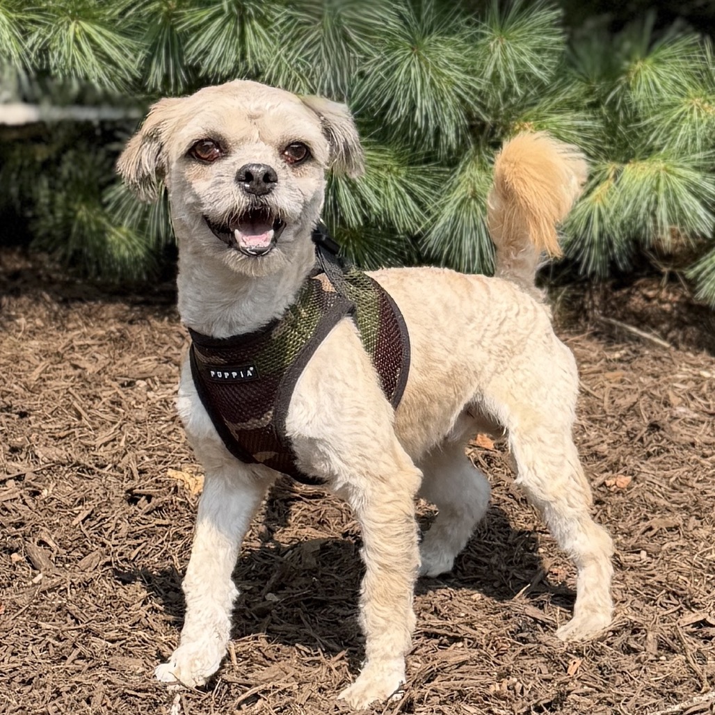 Bryce Maltese/Mixed Breed (Small) Wheaten