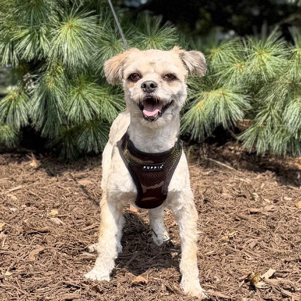 Bryce Maltese/Mixed Breed (Small) Wheaten
