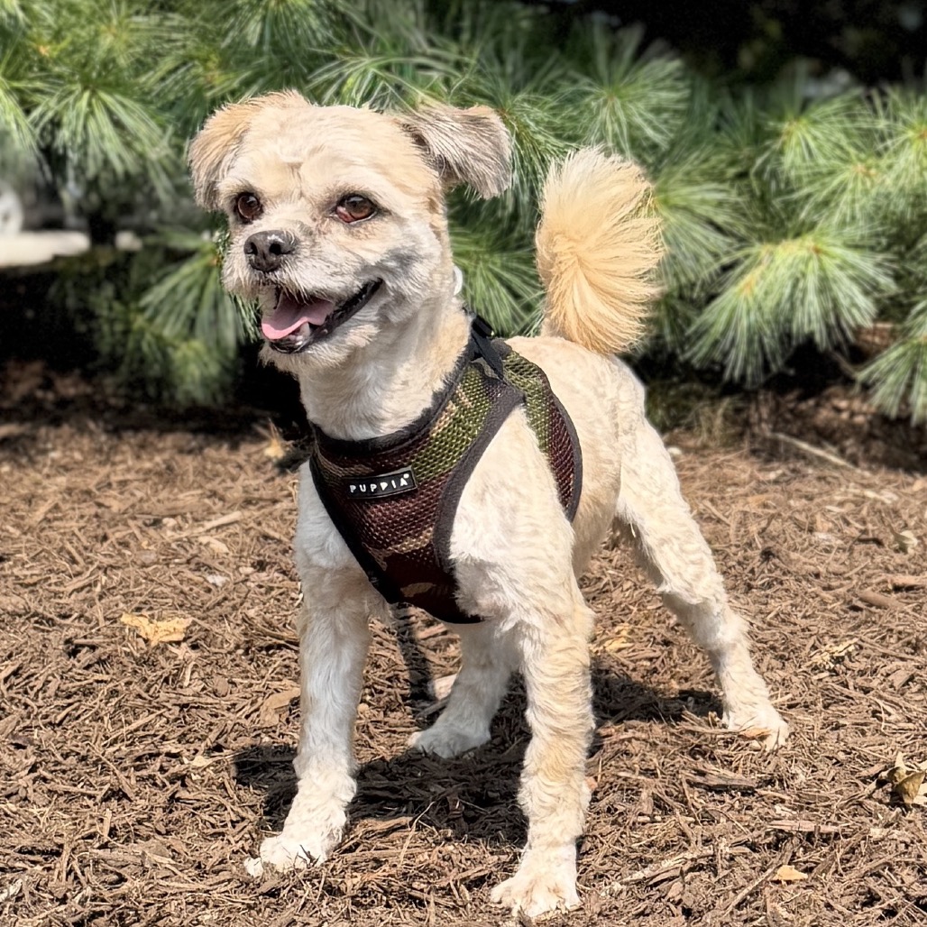 Bryce Maltese/Mixed Breed (Small) Wheaten