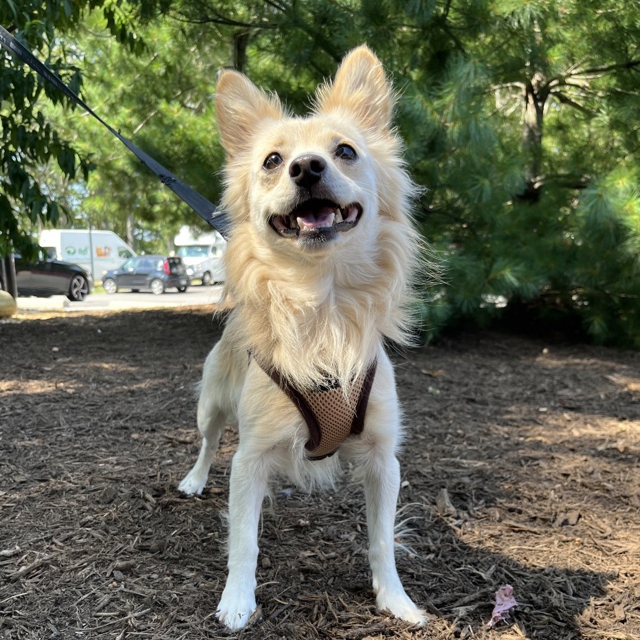 Teddy Chihuahua/Mixed Breed (Small) White 