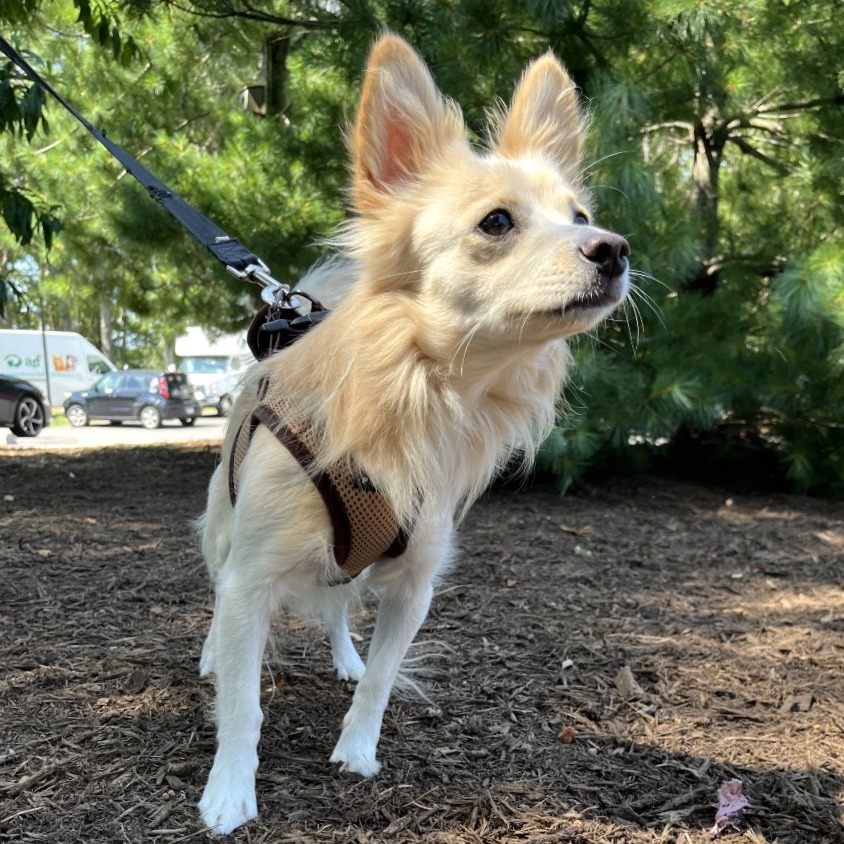 Teddy Chihuahua/Mixed Breed (Small) White 