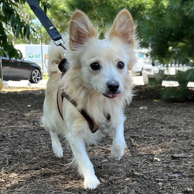 Teddy Chihuahua/Mixed Breed (Small) White 