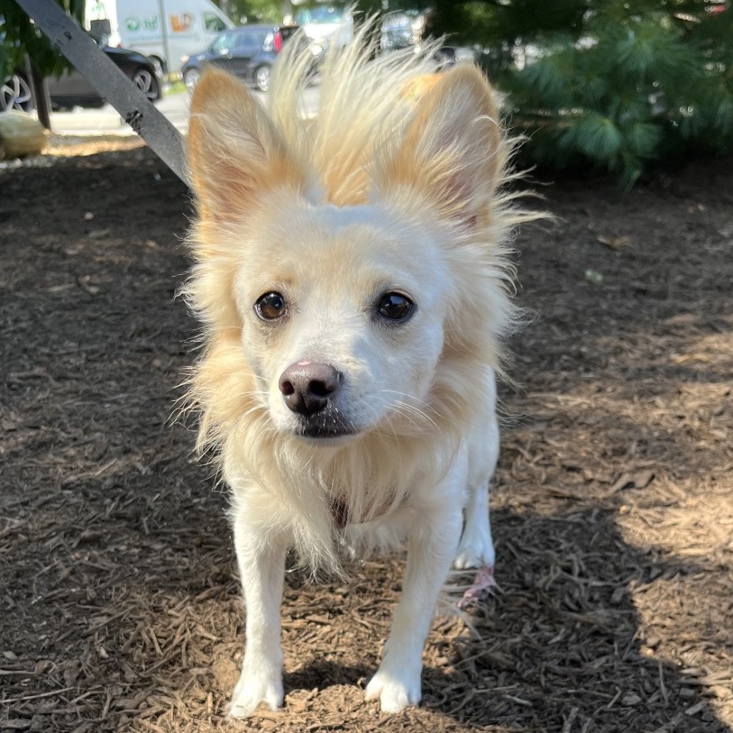 Teddy Chihuahua/Mixed Breed (Small) White 
