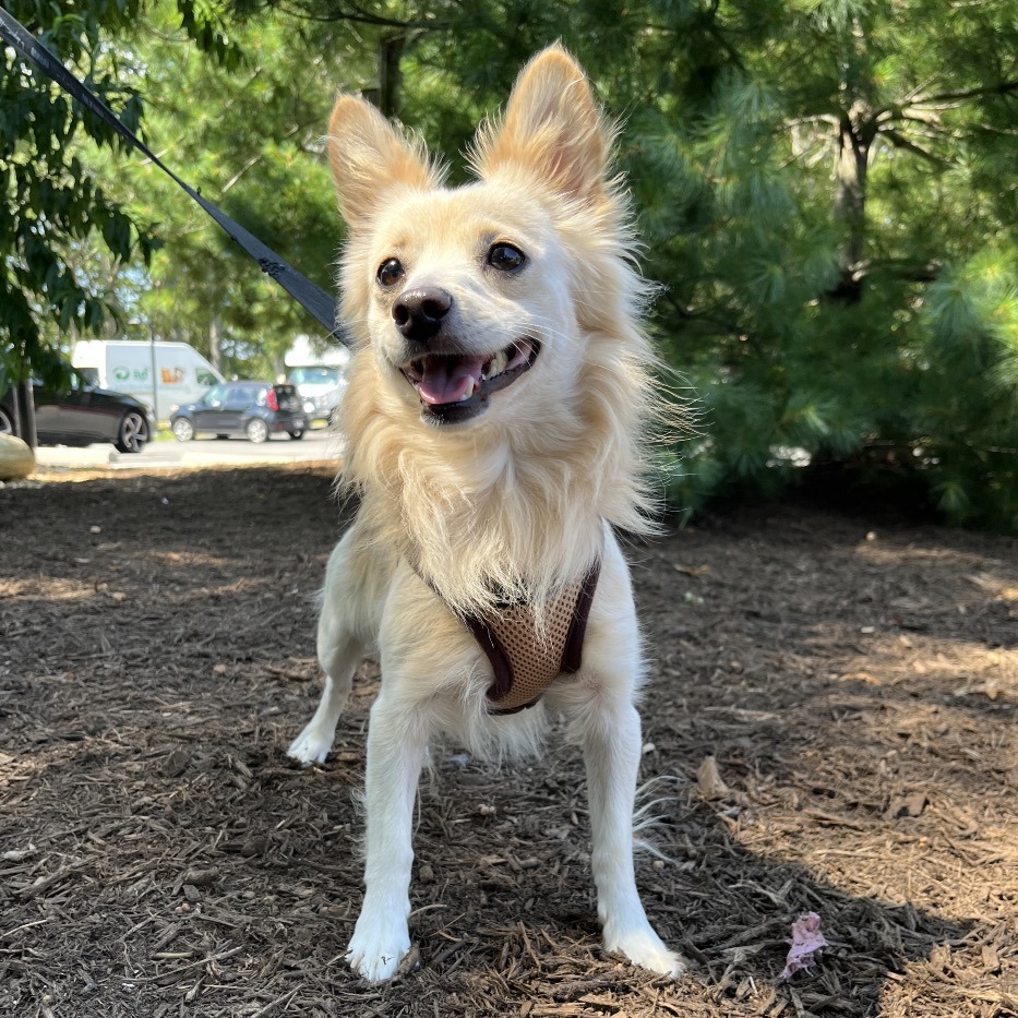Teddy Chihuahua/Mixed Breed (Small) White 