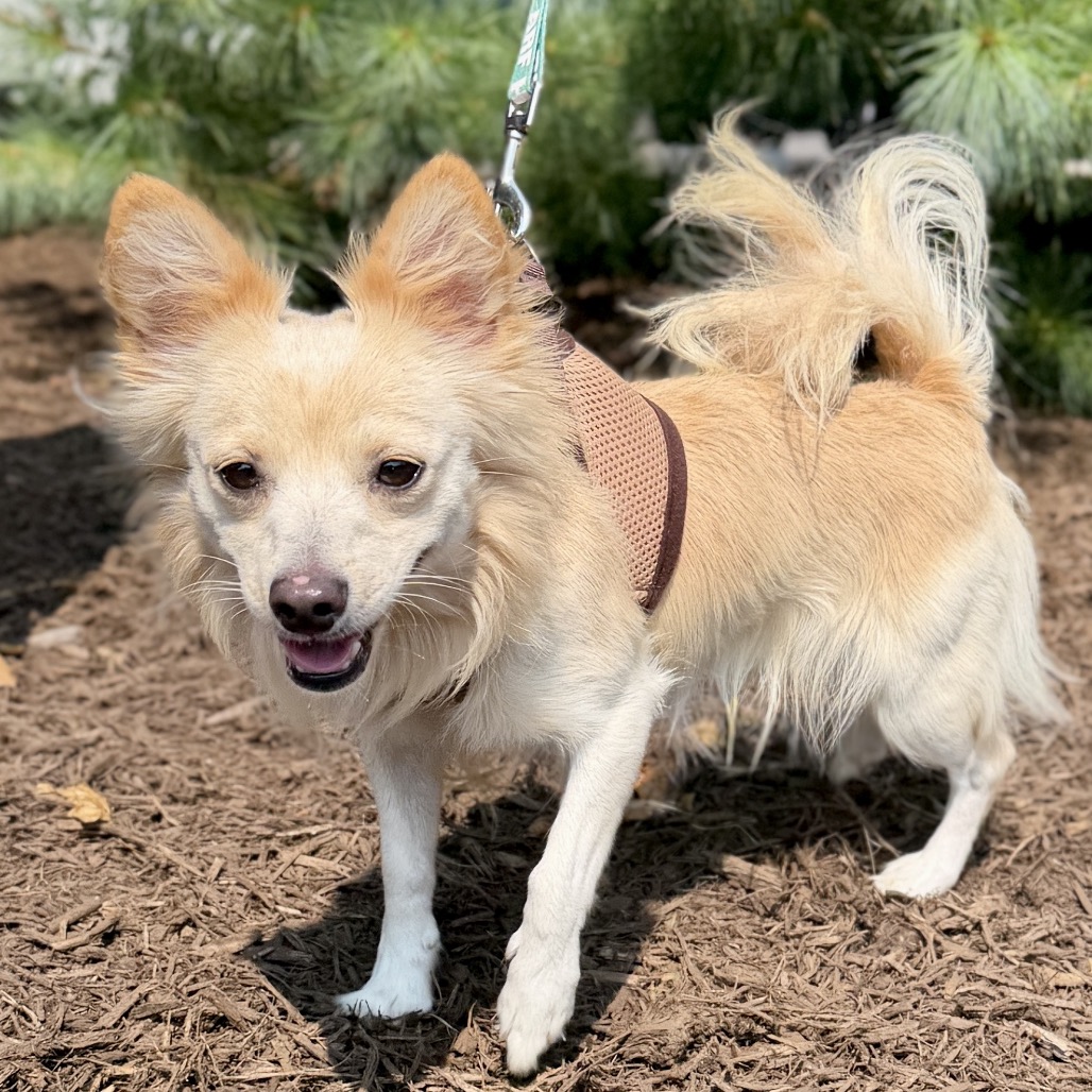 Teddy Chihuahua/Mixed Breed (Small) White 