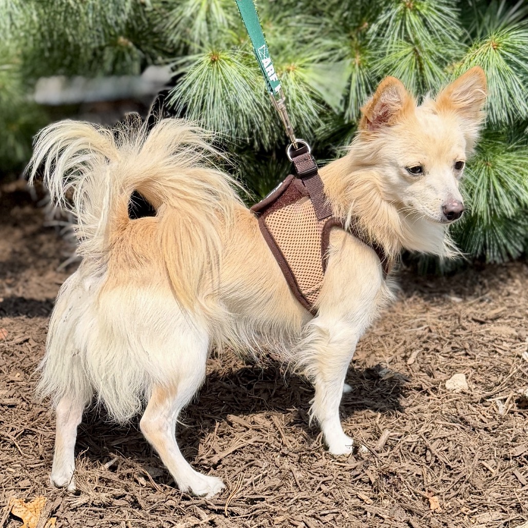 Teddy Chihuahua/Mixed Breed (Small) White 