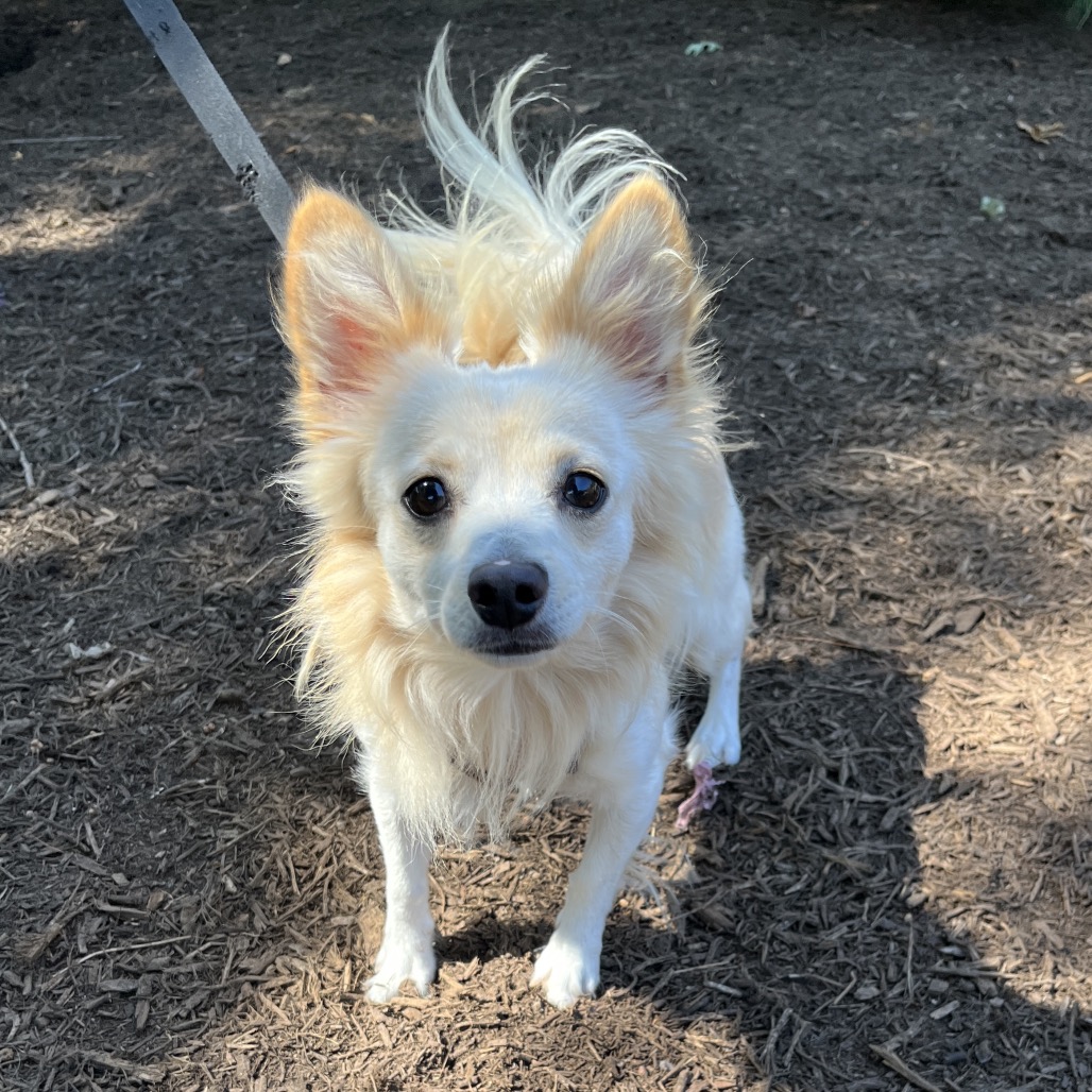 Teddy Chihuahua/Mixed Breed (Small) White 