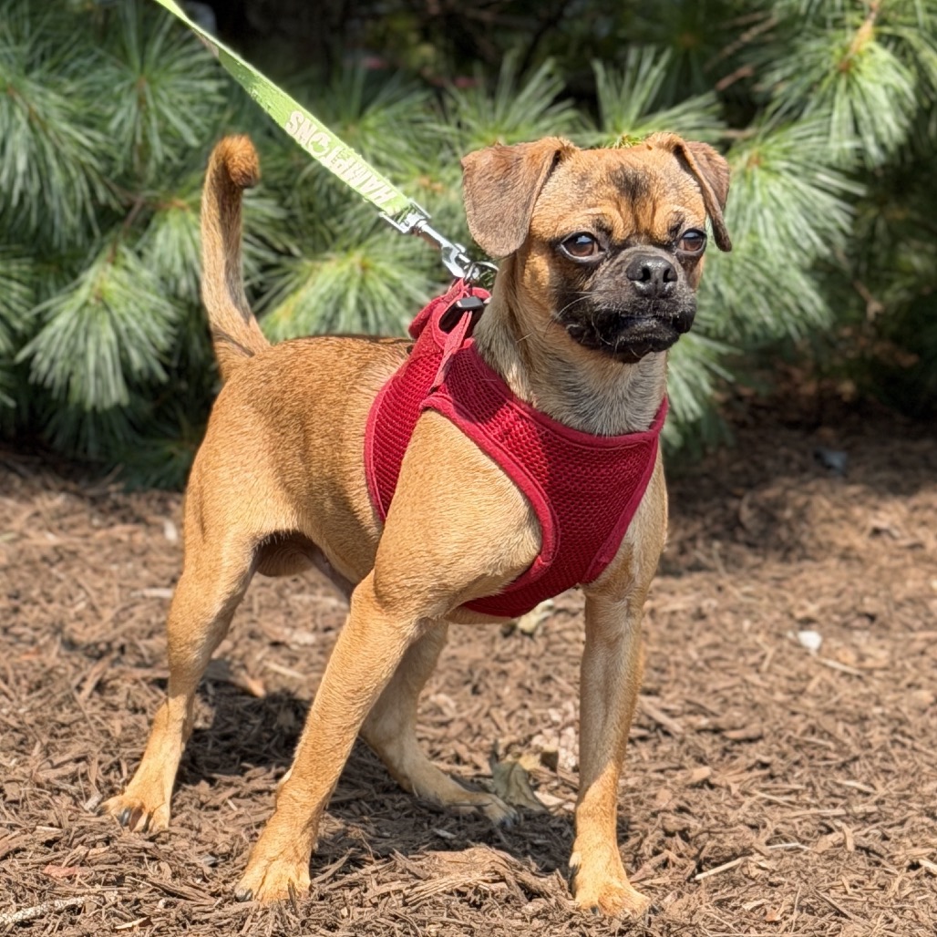 Orion Pug/Mixed Breed (Small) Brown