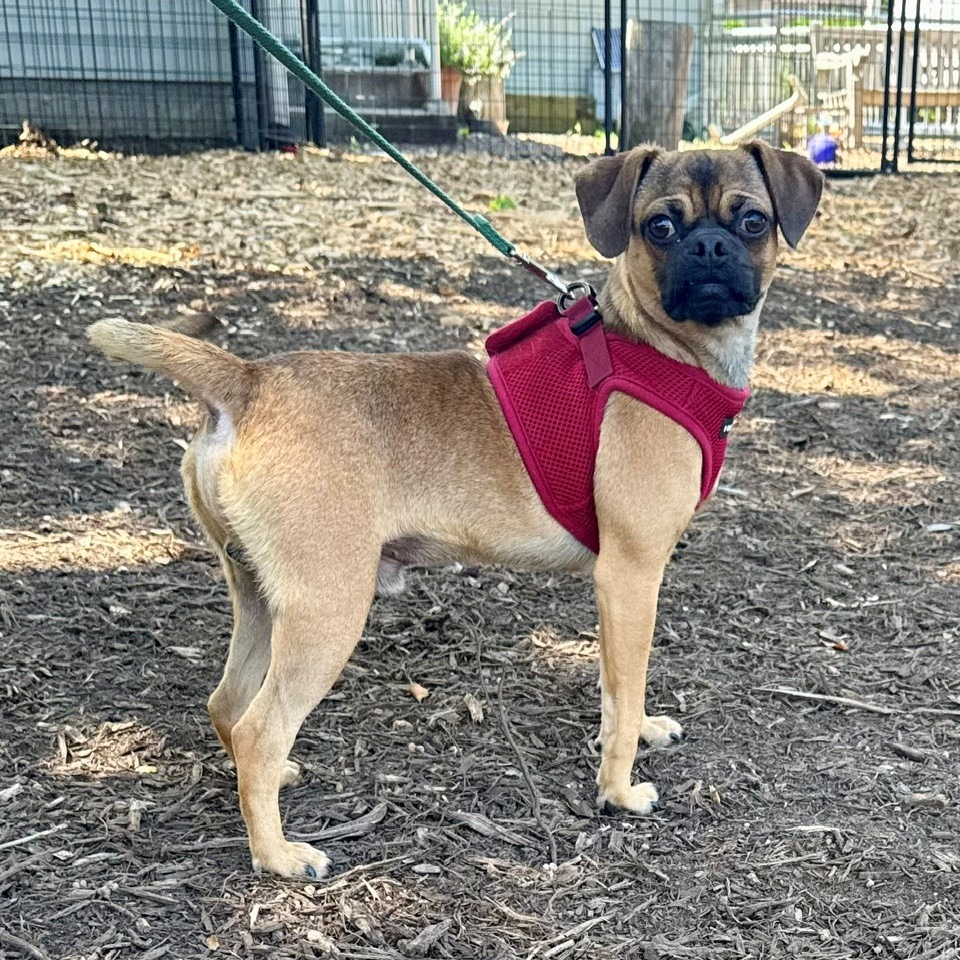 Orion Pug/Mixed Breed (Small) Brown