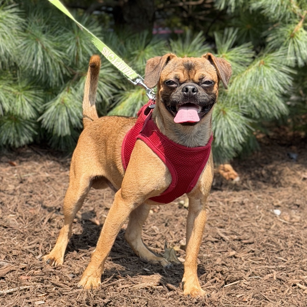 Orion Pug/Mixed Breed (Small) Brown