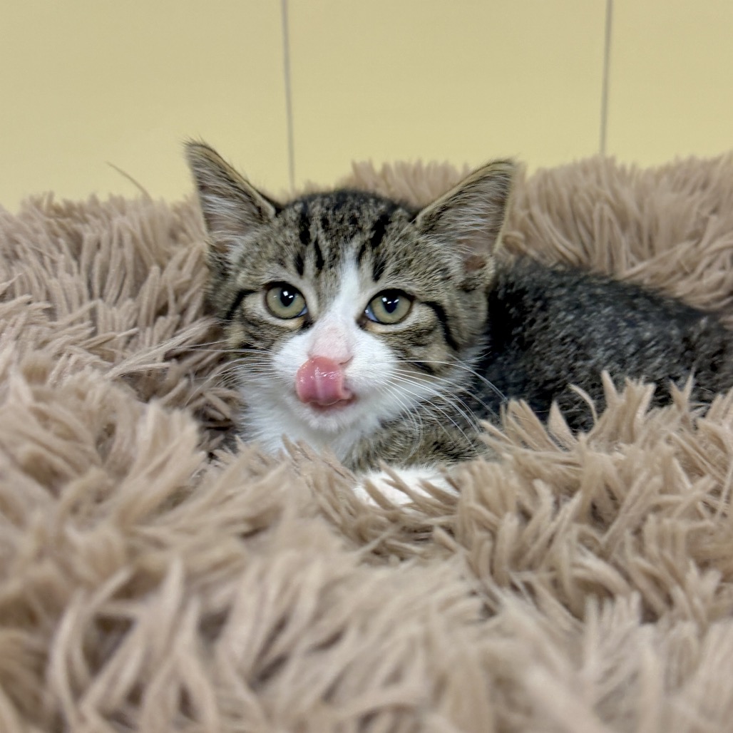 Wanda Domestic Shorthair Brown 