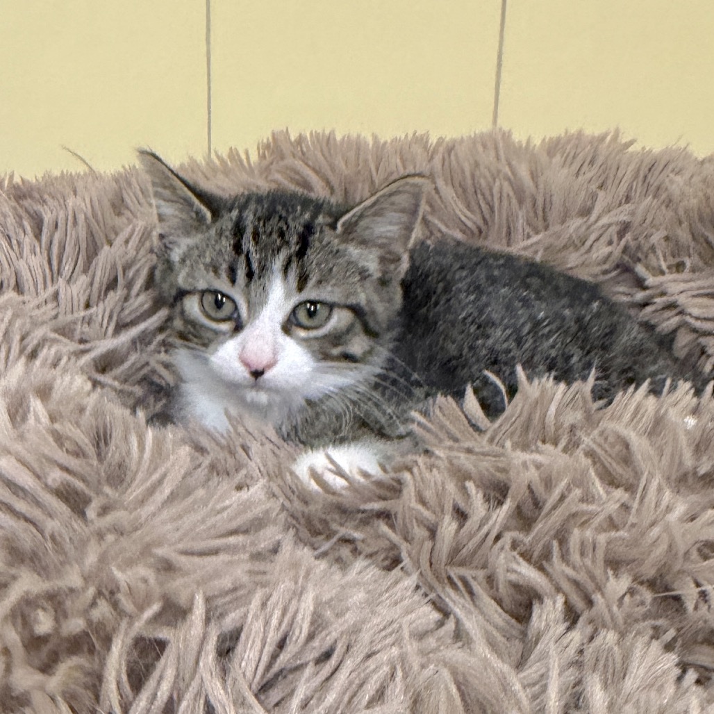Wanda Domestic Shorthair Brown 