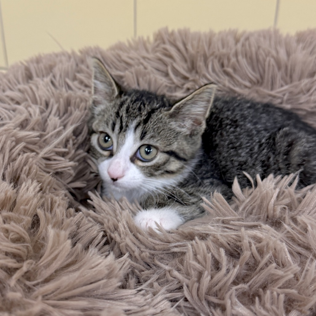 Wanda Domestic Shorthair Brown 