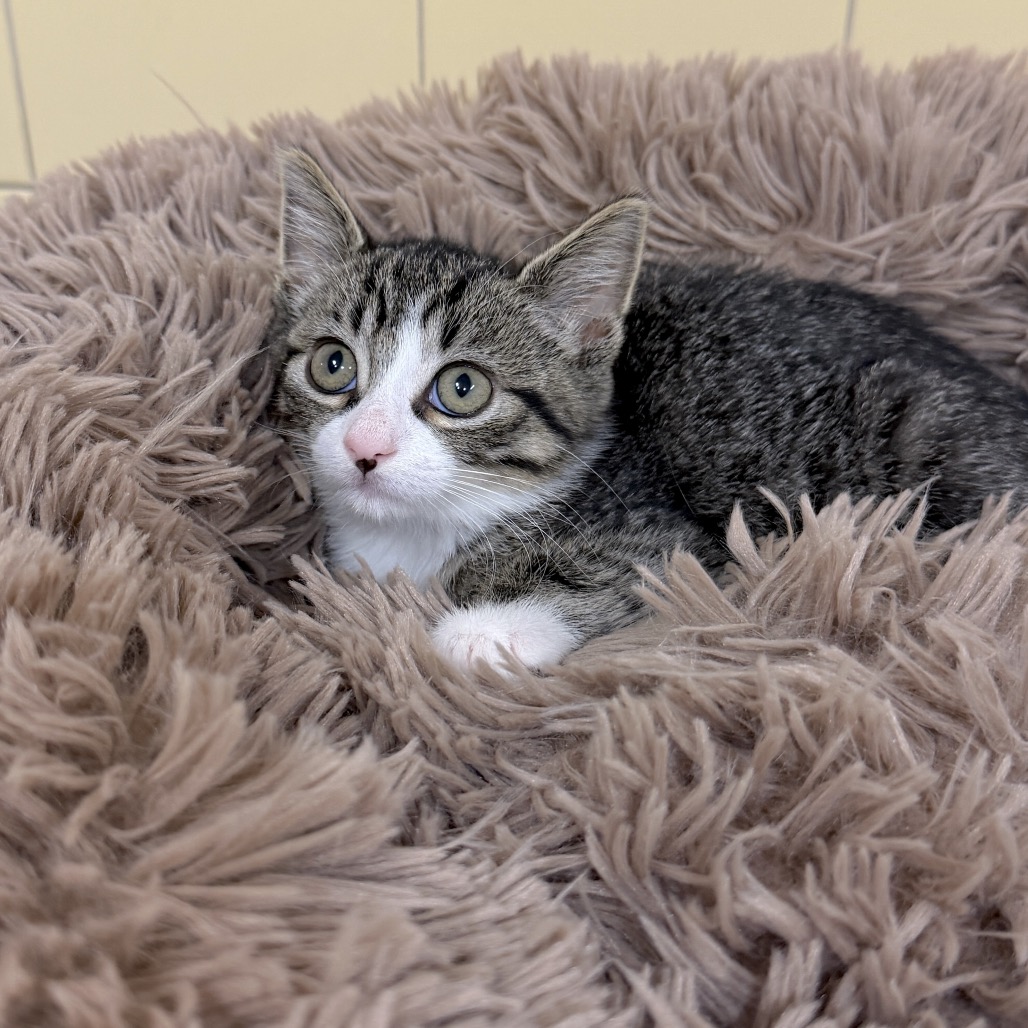 Wanda Domestic Shorthair Brown 