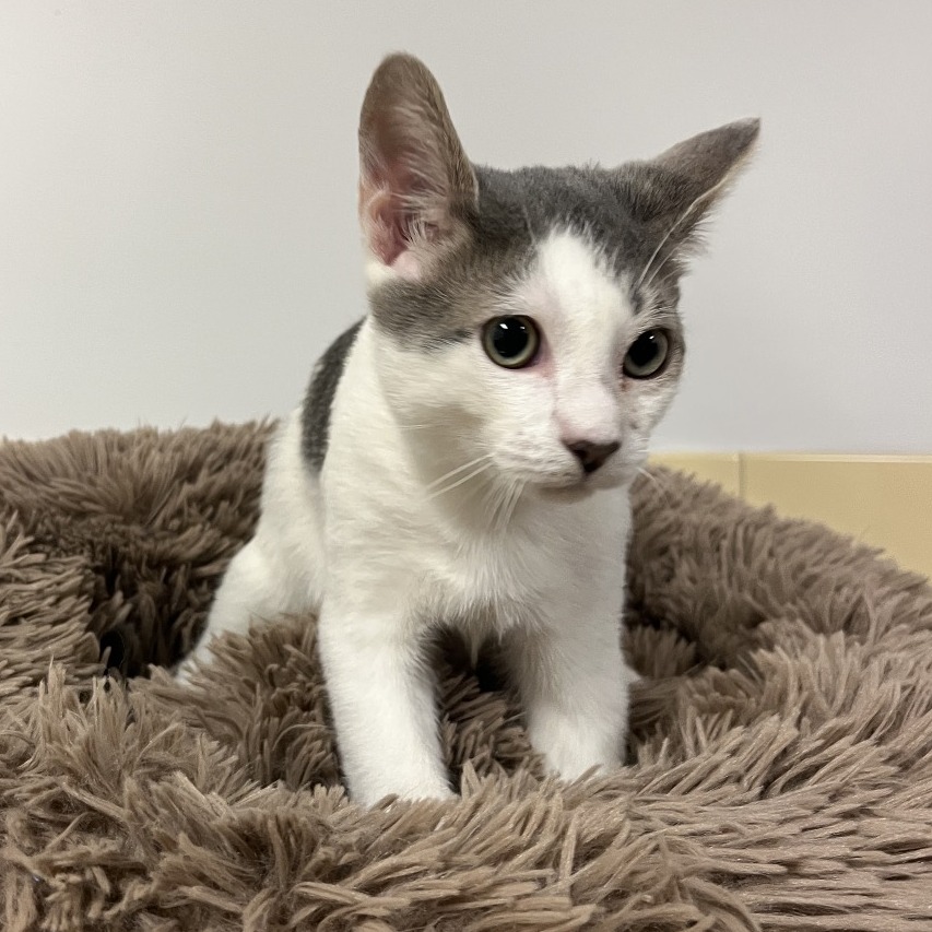 Tiny Tim Domestic Shorthair Grey