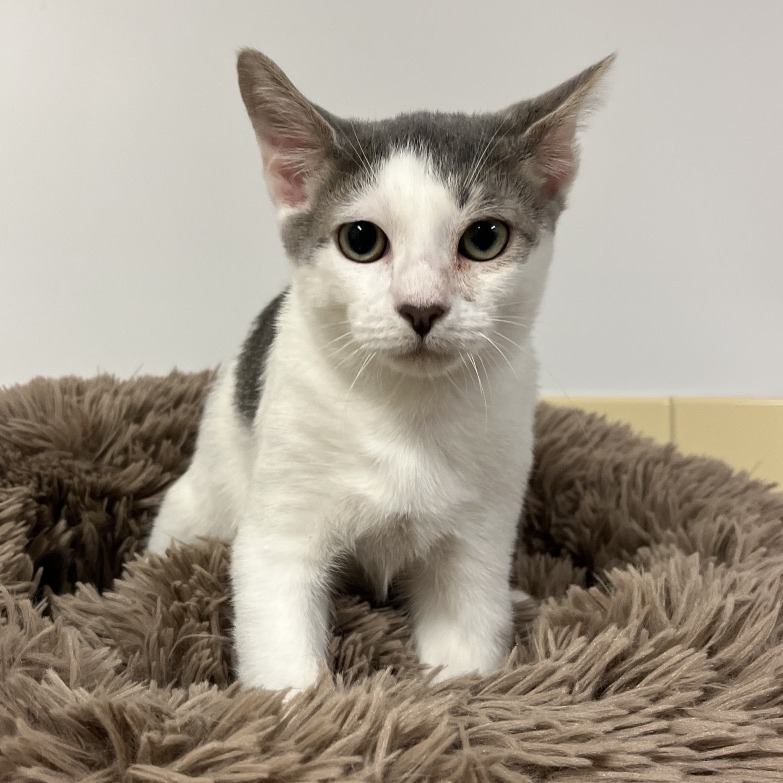 Tiny Tim Domestic Shorthair Grey