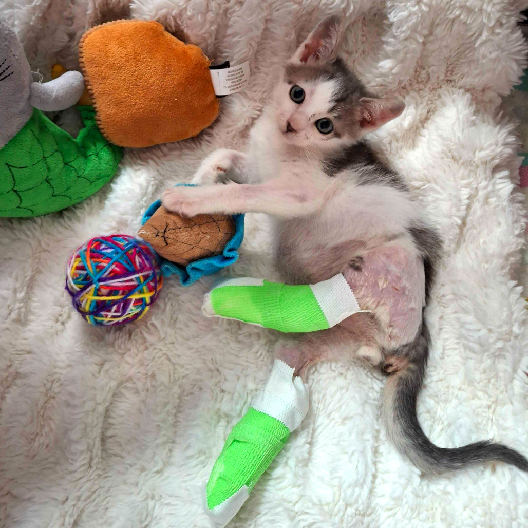 Tiny Tim Domestic Shorthair Grey
