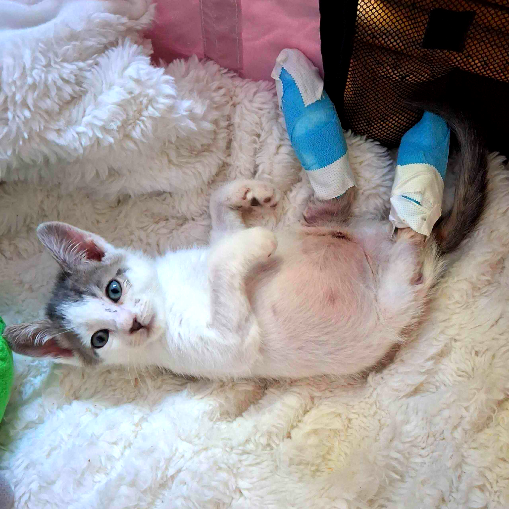 Tiny Tim Domestic Shorthair Grey