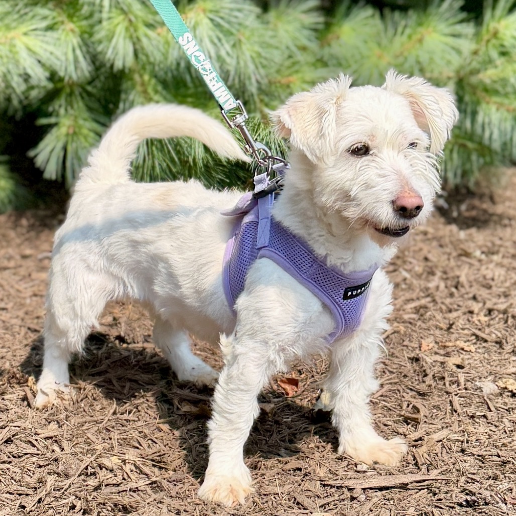 Lady Maltese/Mixed Breed (Small) White 