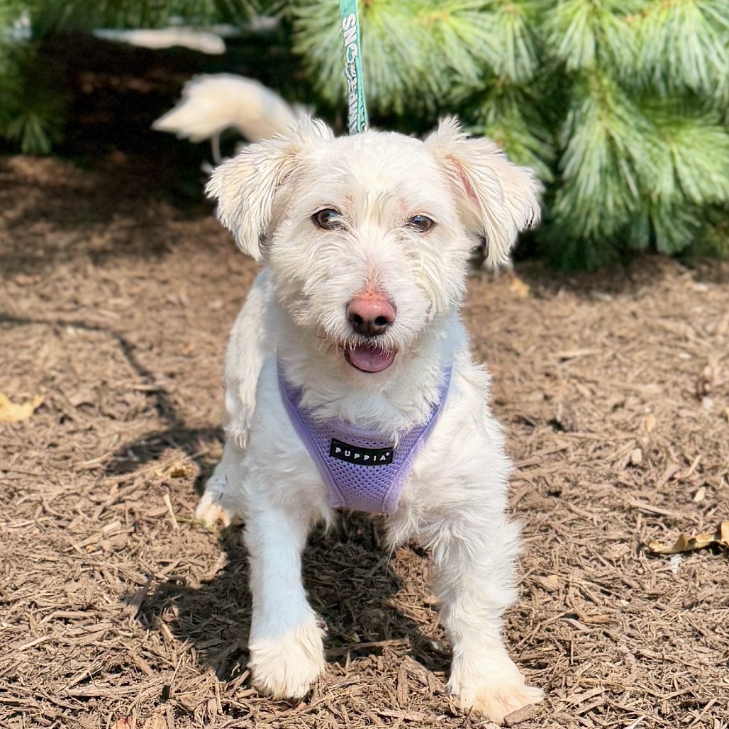 Lady Maltese/Mixed Breed (Small) White 