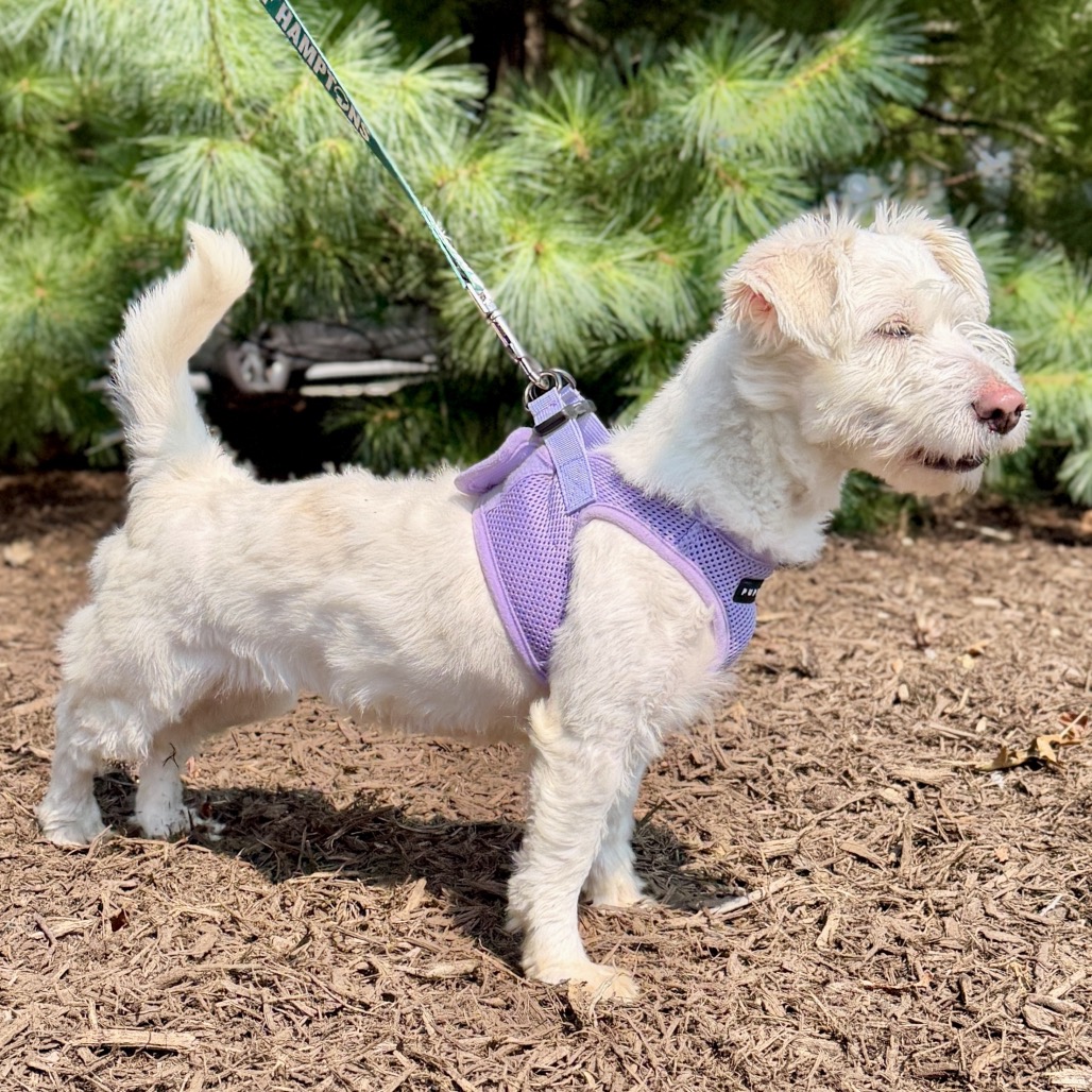 Lady Maltese/Mixed Breed (Small) White 