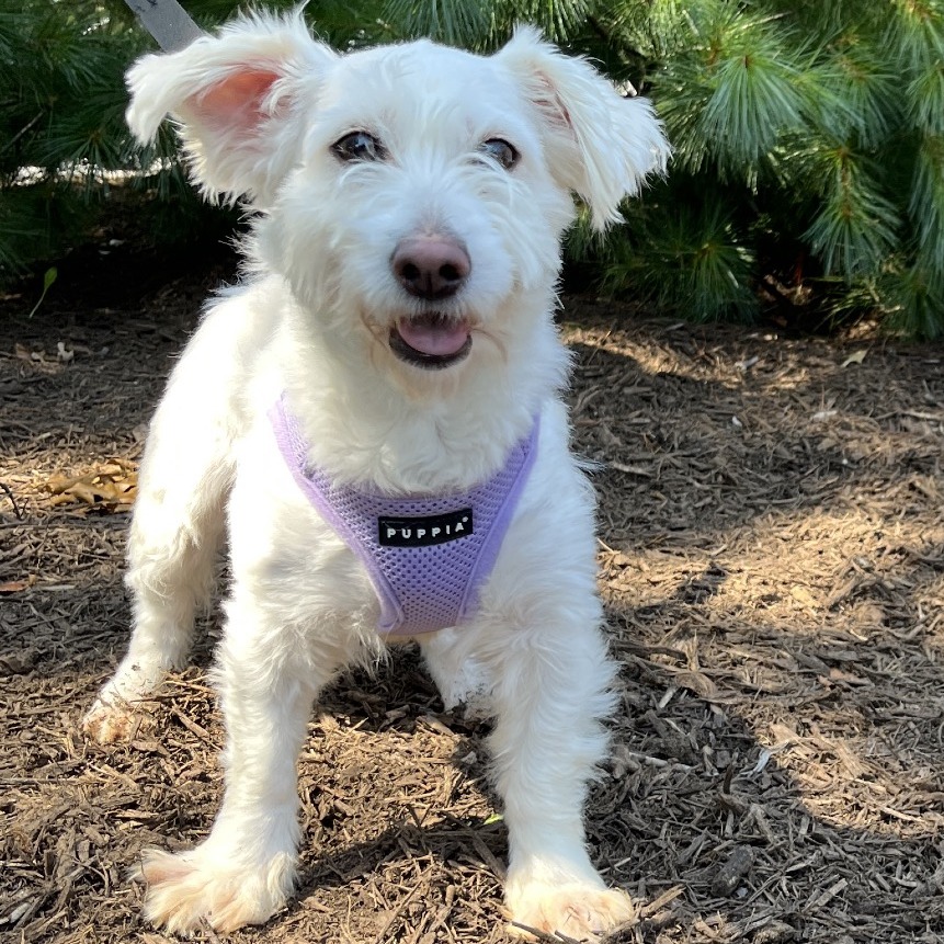 Lady Maltese/Mixed Breed (Small) White 