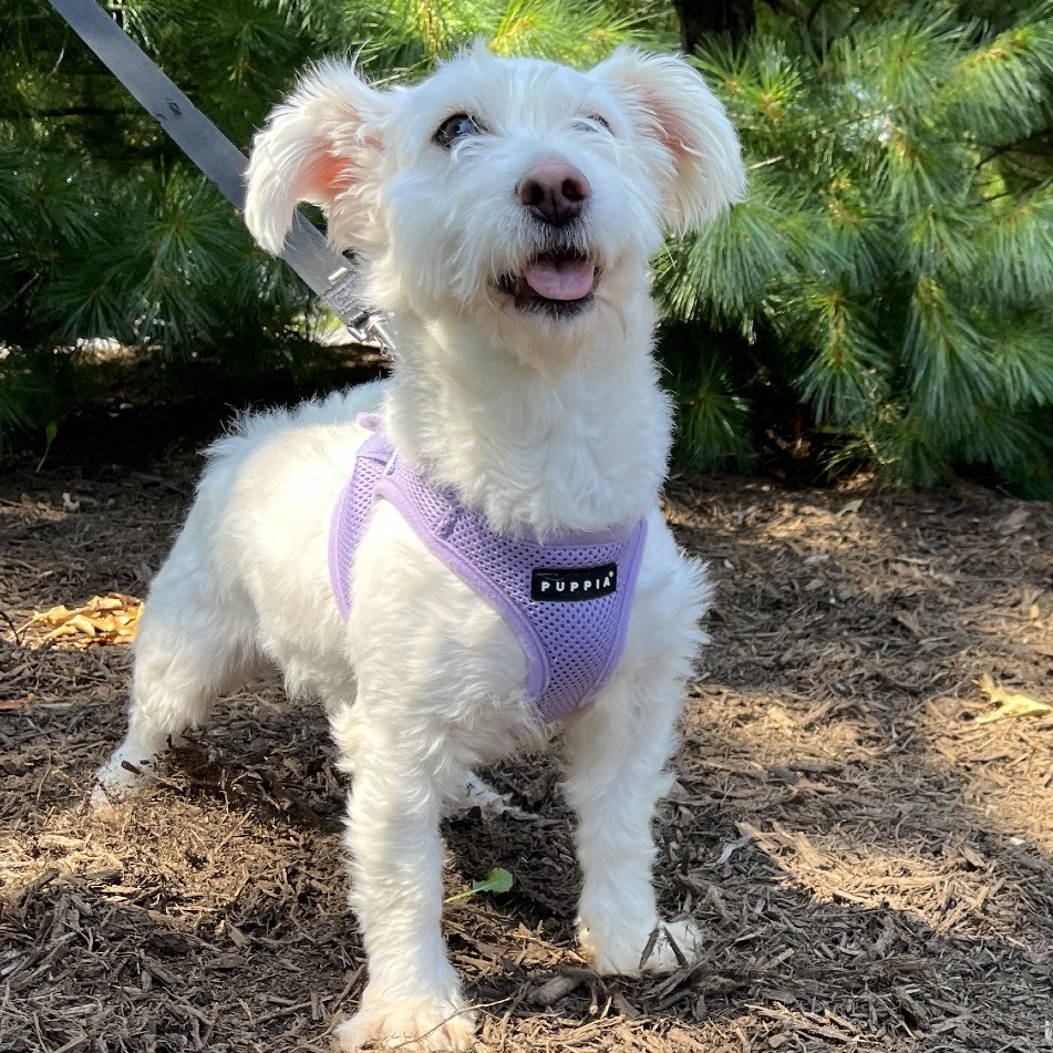 Lady Maltese/Mixed Breed (Small) White 
