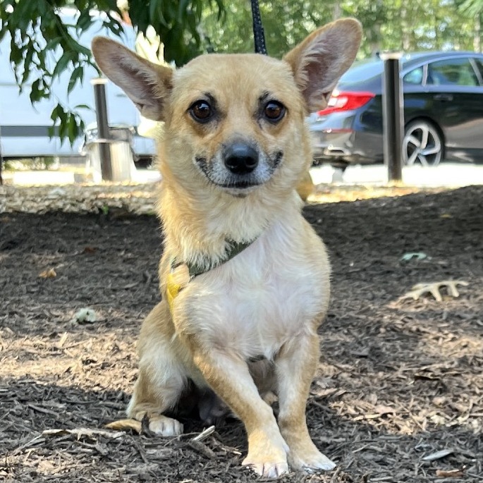 Sybil Chihuahua/Mixed Breed (Small) Brown 