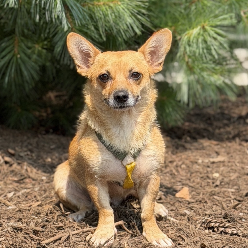 Sybil Chihuahua/Mixed Breed (Small) Brown 