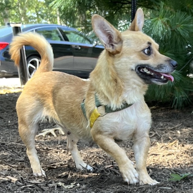 Sybil Chihuahua/Mixed Breed (Small) Brown 