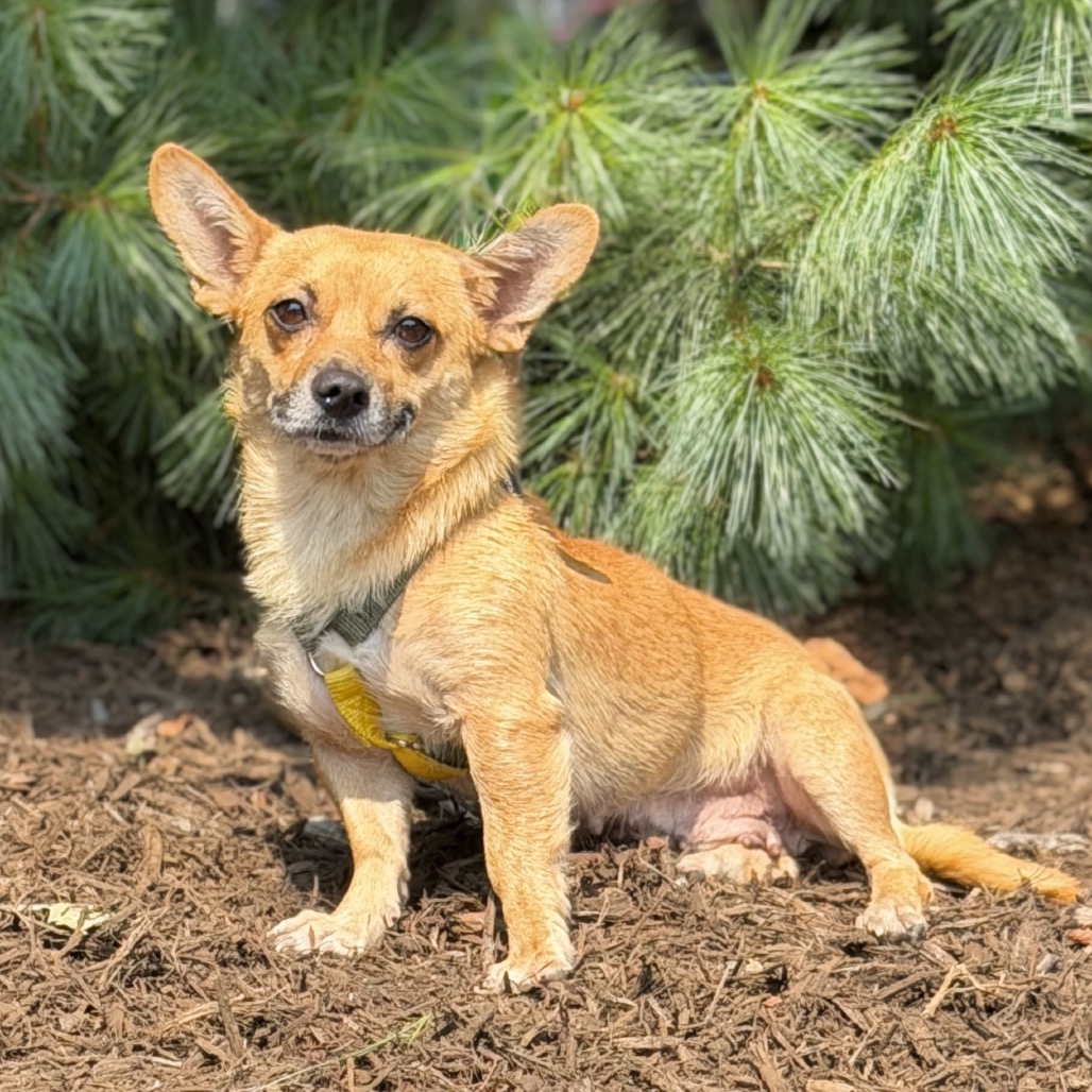 Sybil Chihuahua/Mixed Breed (Small) Brown 