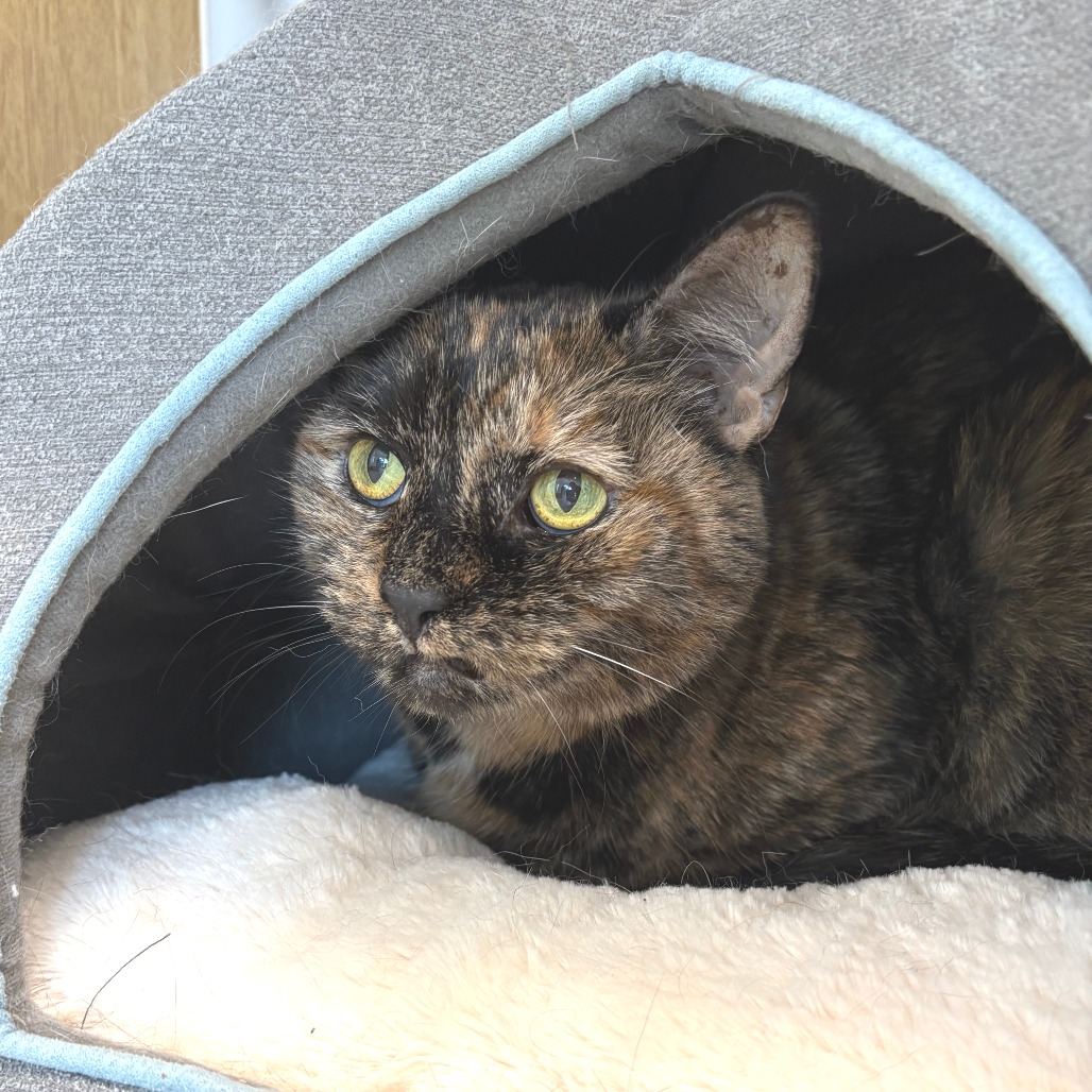 Elsa Domestic Shorthair Calico