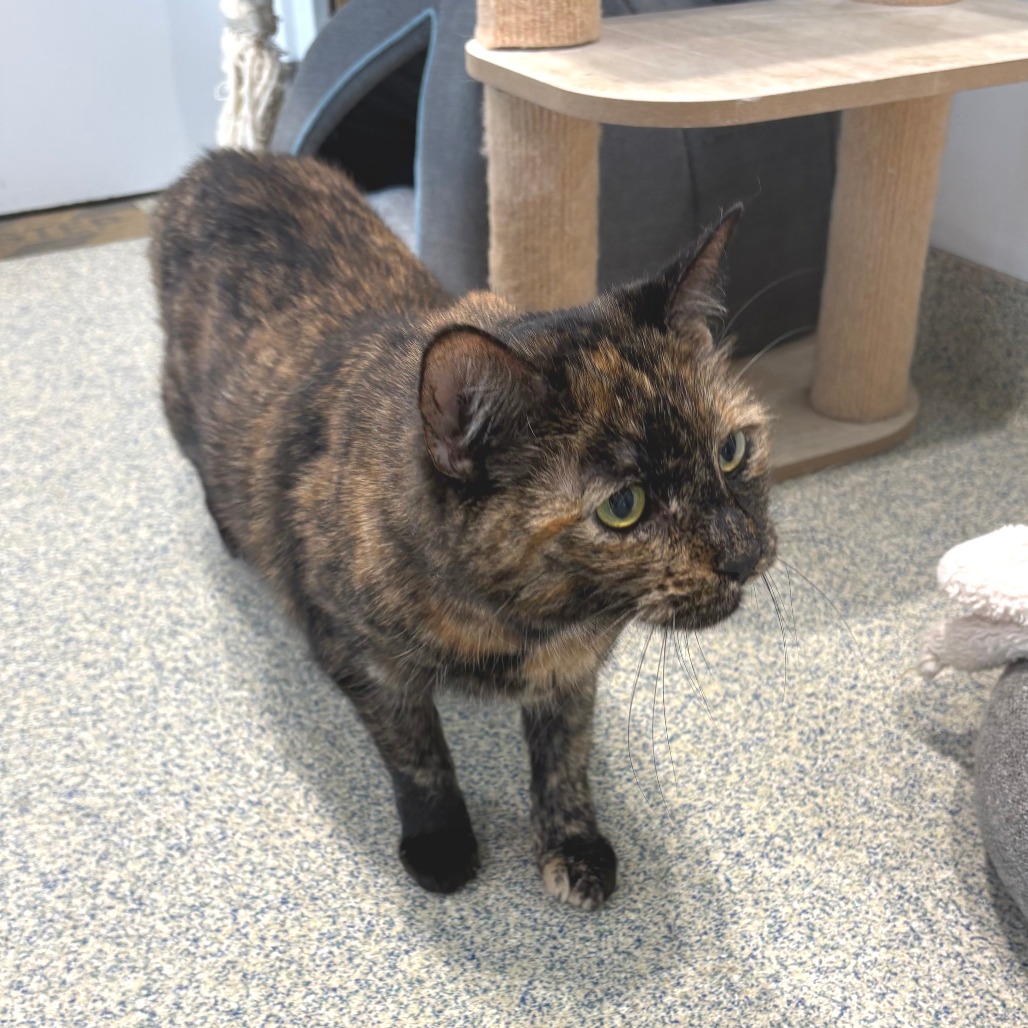Elsa Domestic Shorthair Calico