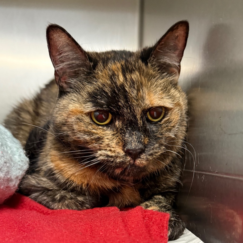 Elsa Domestic Shorthair Calico