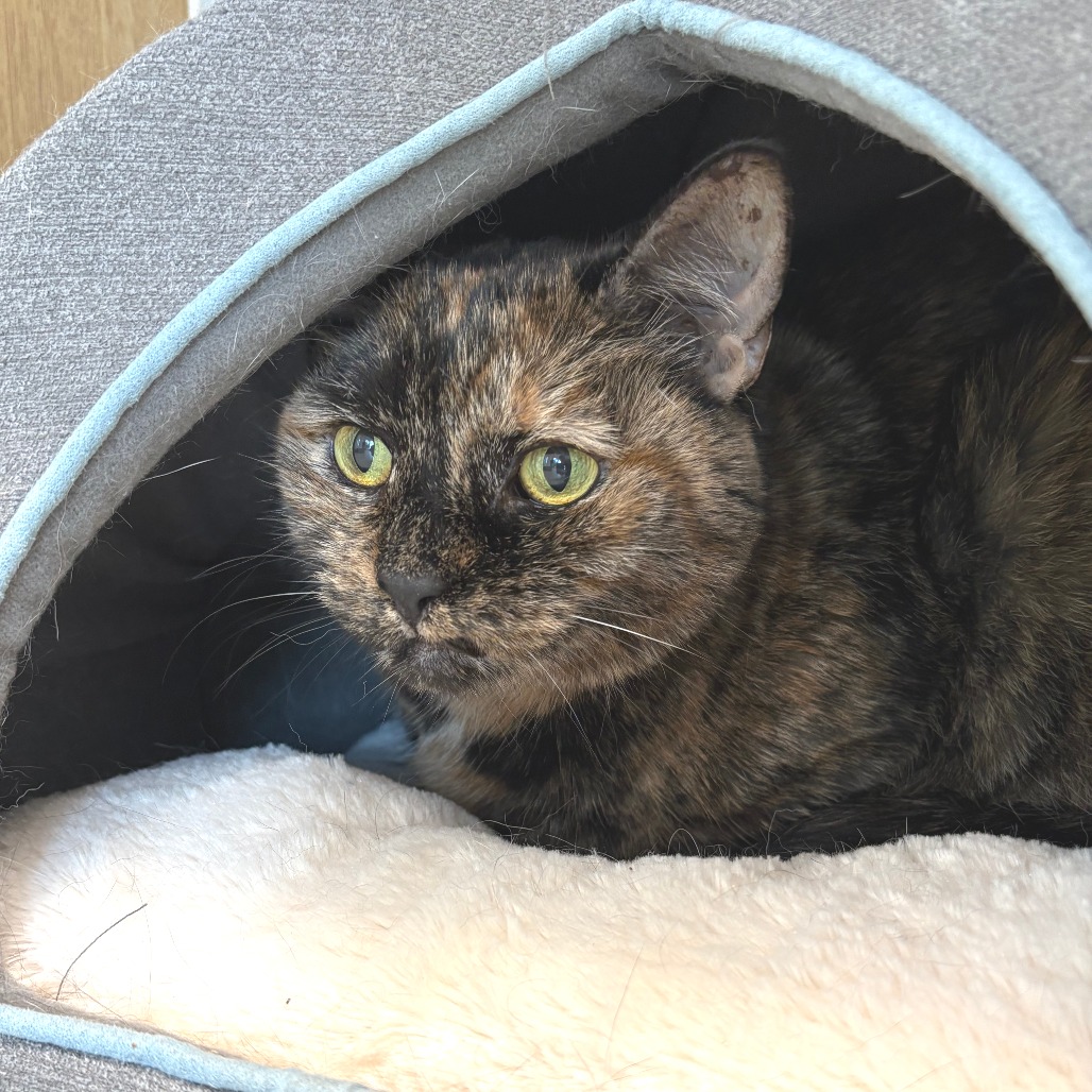 Elsa Domestic Shorthair Calico
