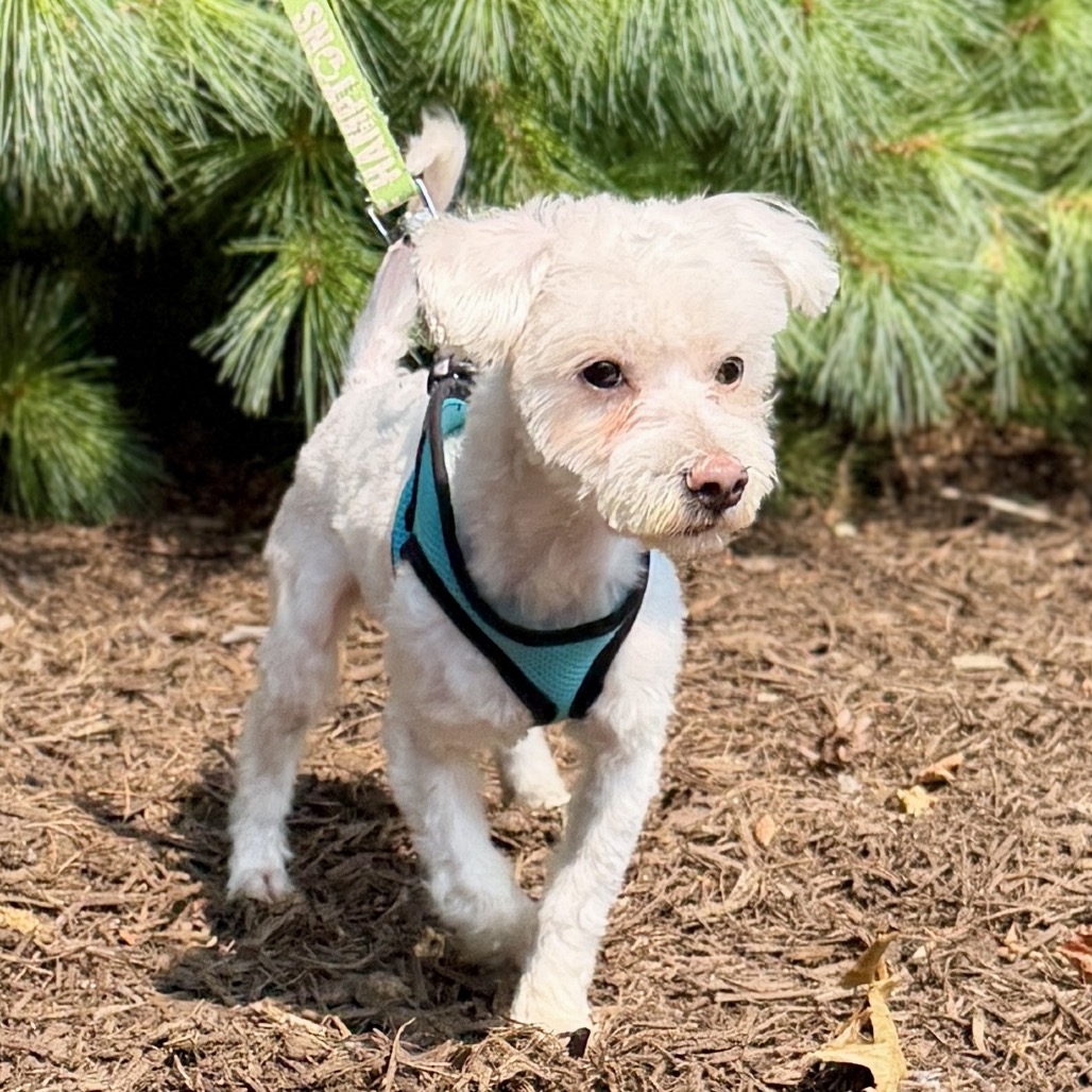 Westly Maltese/Mixed Breed (Small) White 