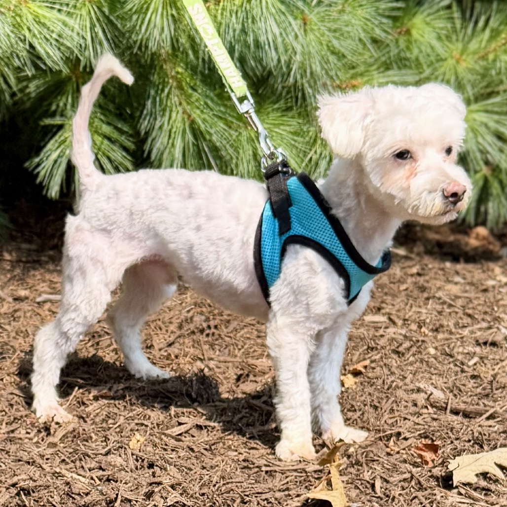 Westly Maltese/Mixed Breed (Small) White 