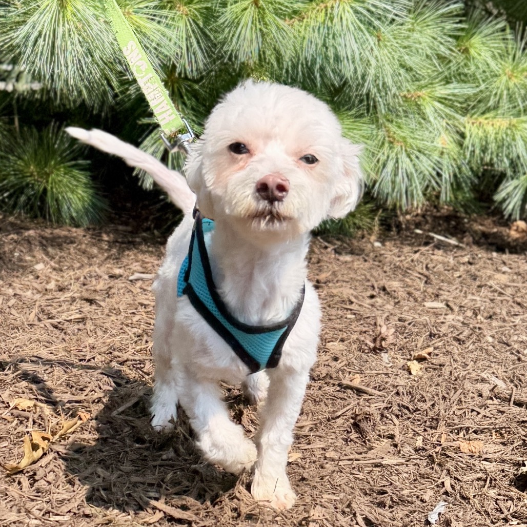 Westly Maltese/Mixed Breed (Small) White 
