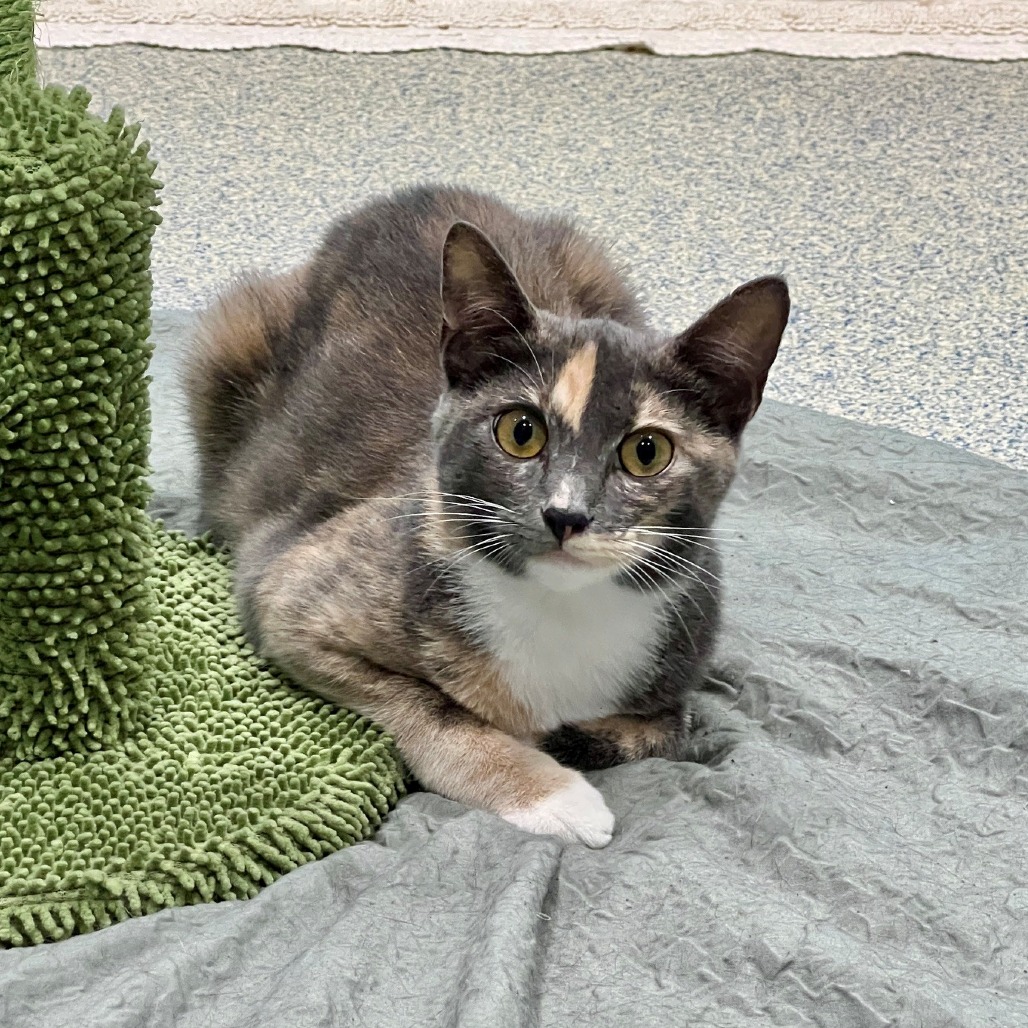 Maybach Domestic Shorthair Grey/Calico None