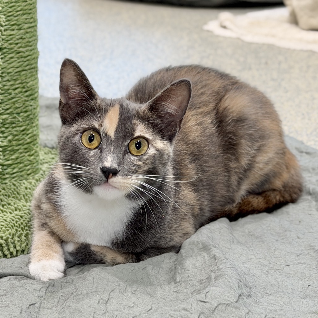 Maybach Domestic Shorthair Grey/Calico None