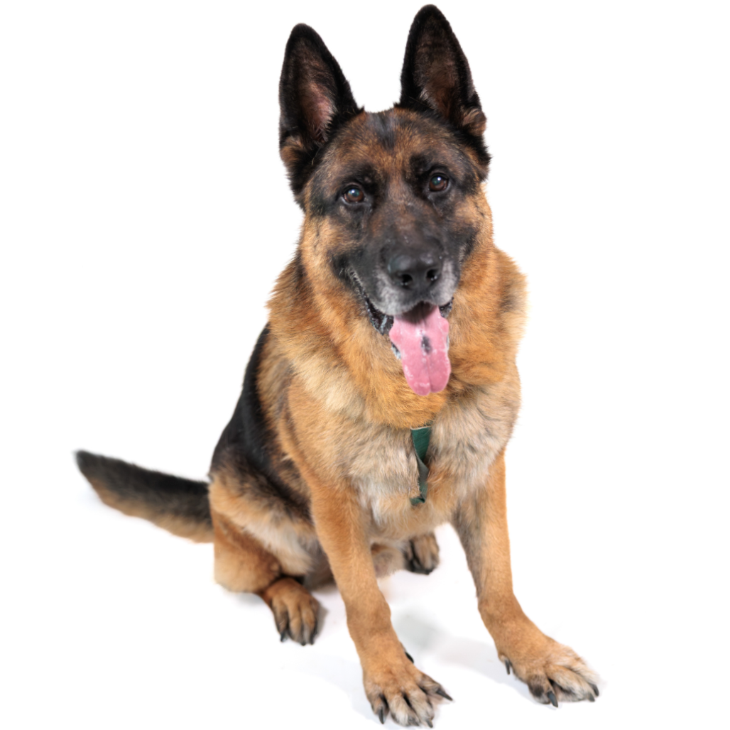 Jack Shepherd, German Black