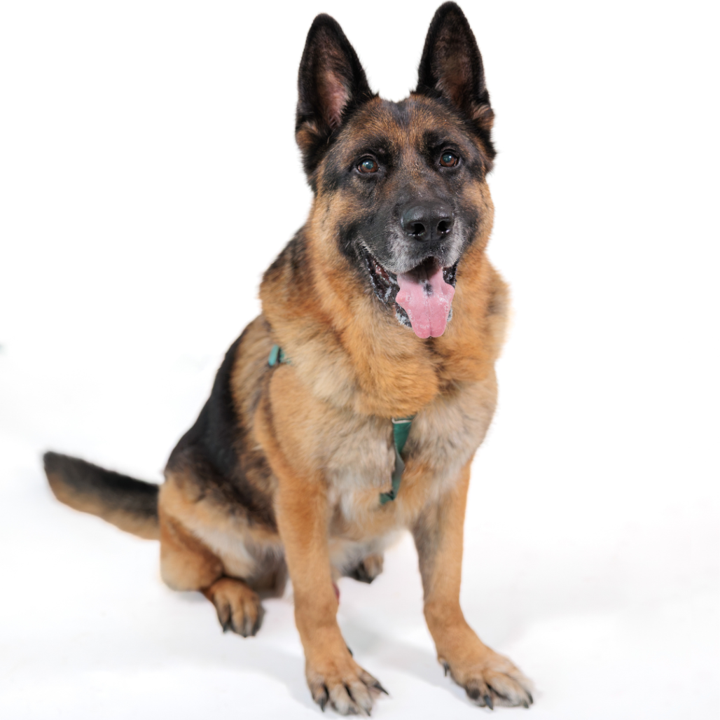 Jack Shepherd, German Black