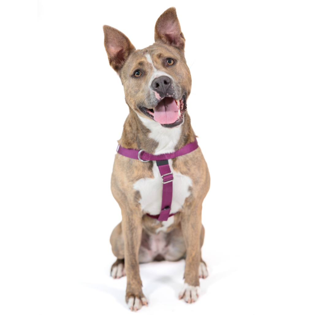 Celine Terrier, Pit Bull Grey Brindle
