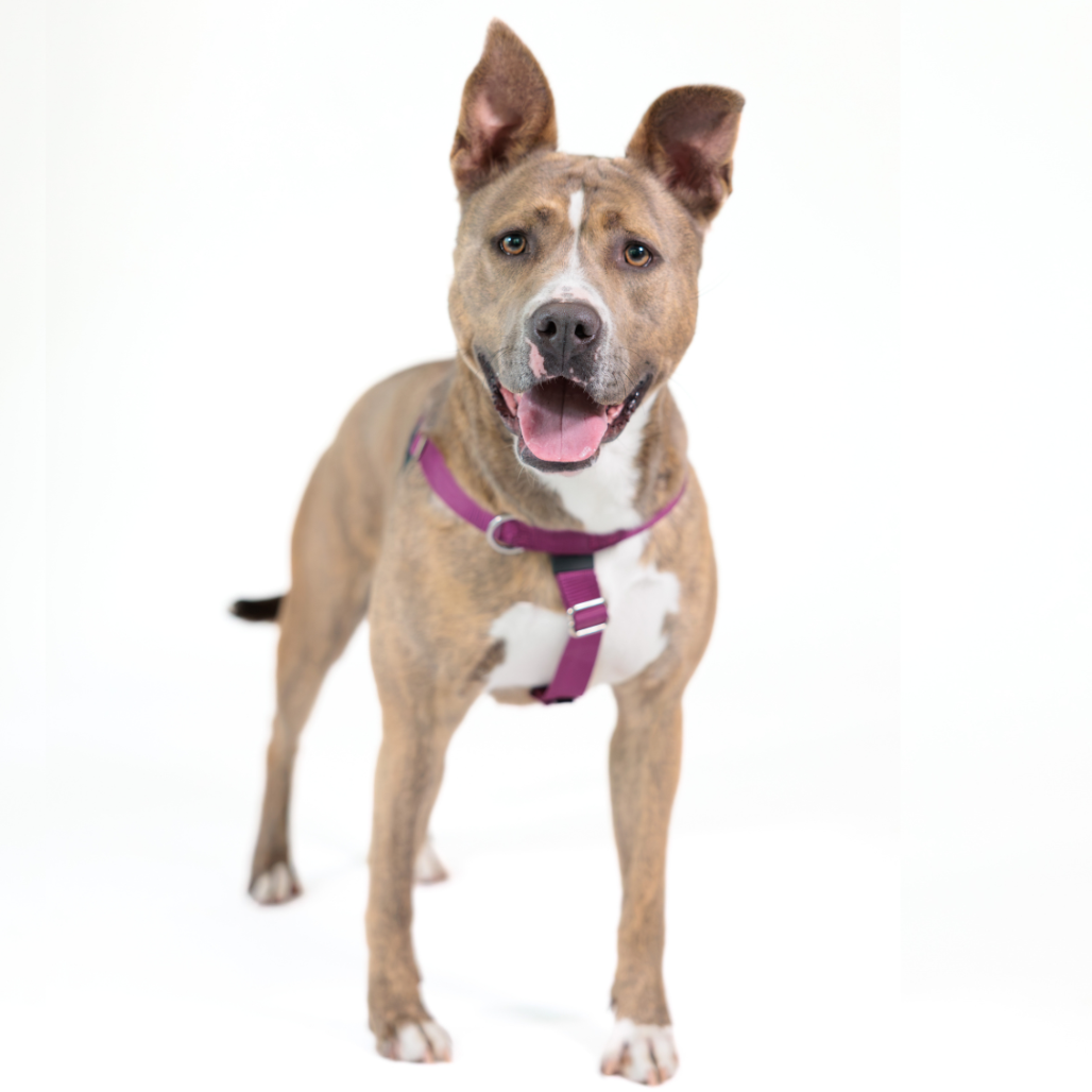 Celine Terrier, Pit Bull Grey Brindle