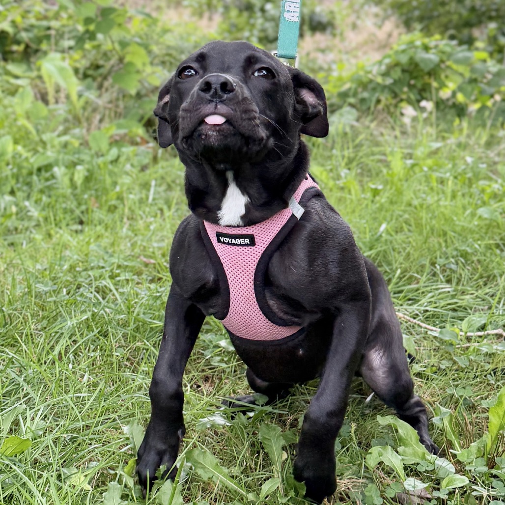 Molly Terrier, American Staffordshire/Mixed Breed (Small) Black None